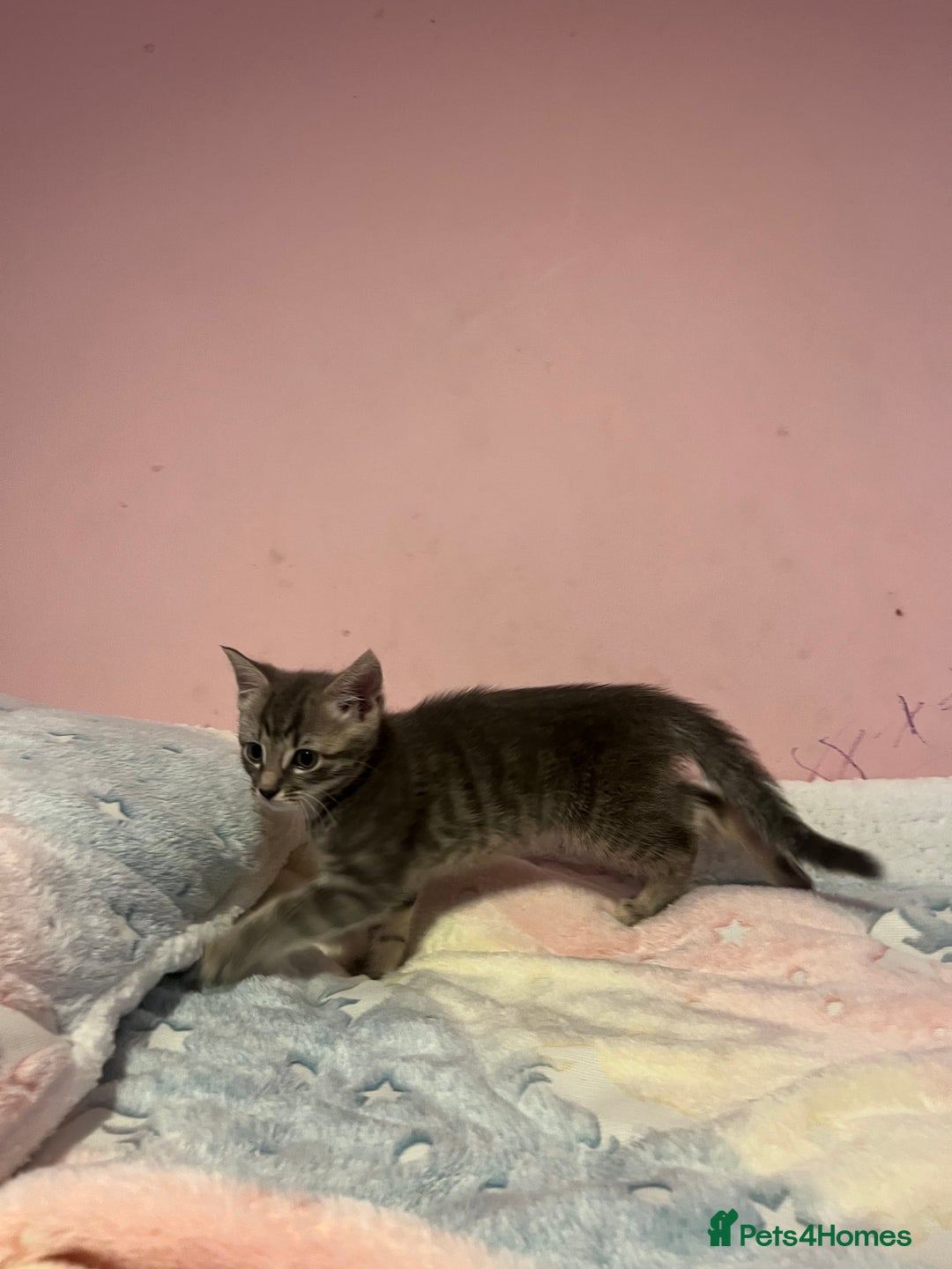 Bengal cats for sale: Bengal x Ragdoll Kittens - Advert 10