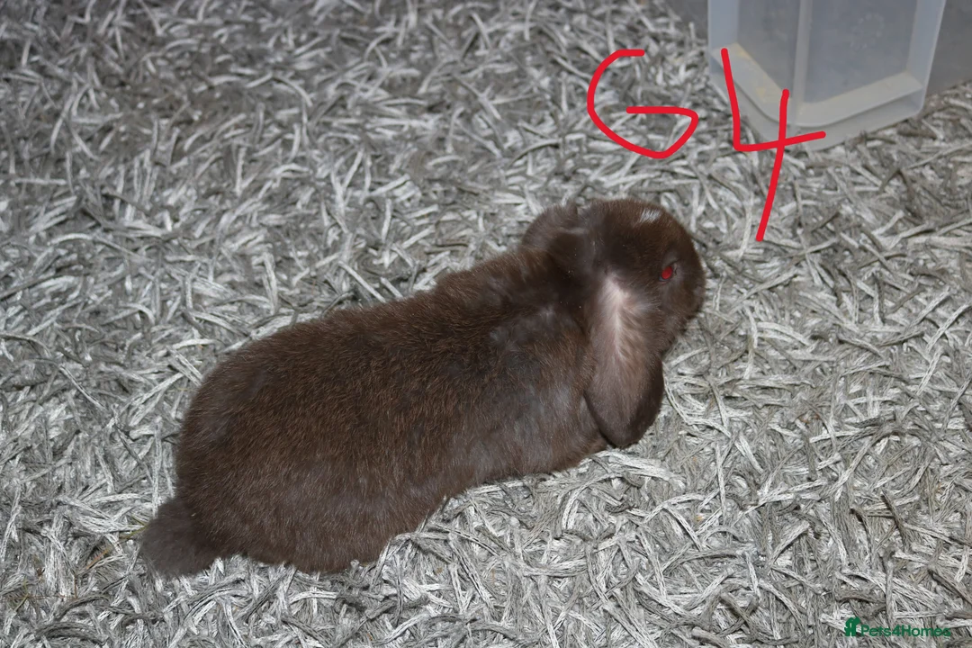 Mini Lop rabbits for sale: Mini Lop babies - Advert 21