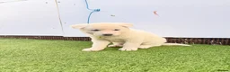 Akita dogs for sale: Akita puppy’s for sale in Birmingham - Advert 30
