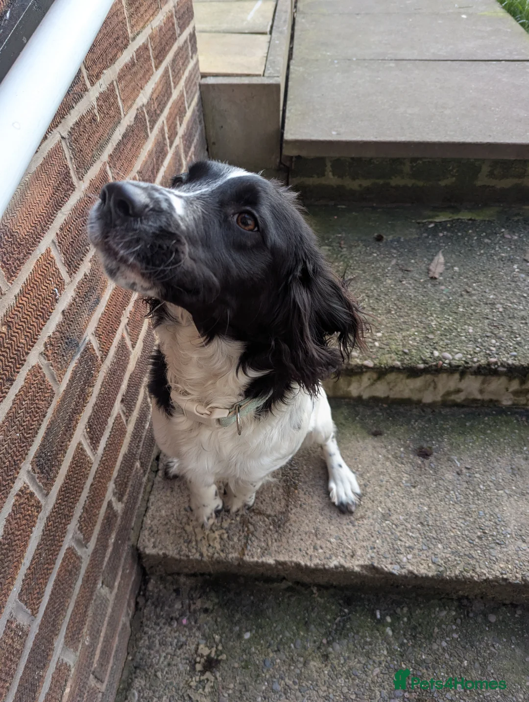 Mixed Breed dogs for sale: Sprockador 11months  - Advert 4