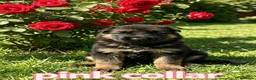 German Shepherd dogs for sale: Fluffy Long-Haired German Shepherd Puppies - Advert 5