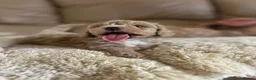 Maltipoo dogs for sale: Quality Maltipoo puppy’s  - Advert 15