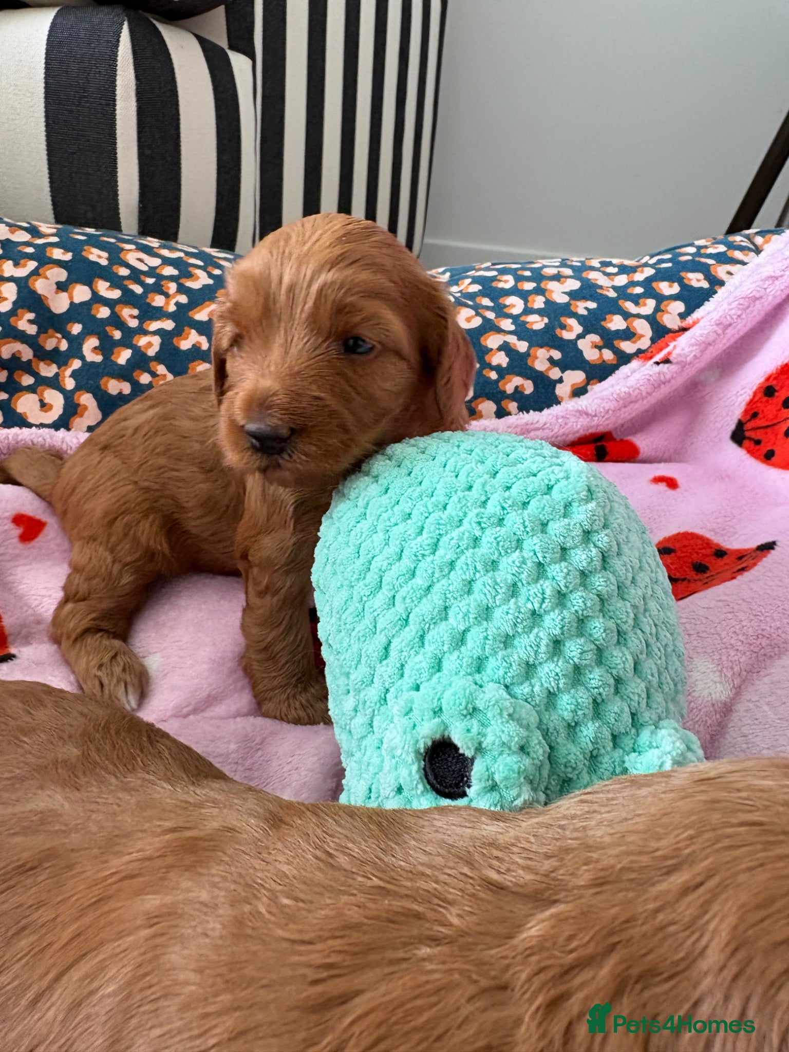 Australian Labradoodle dogs for sale: Stunning Mini Australian Labradoodles Puppies 🐾 - Advert 5