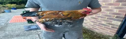 Chickens poultry for sale: 2 lovely sablepoot cockerels in Haywards Heath - Advert 2