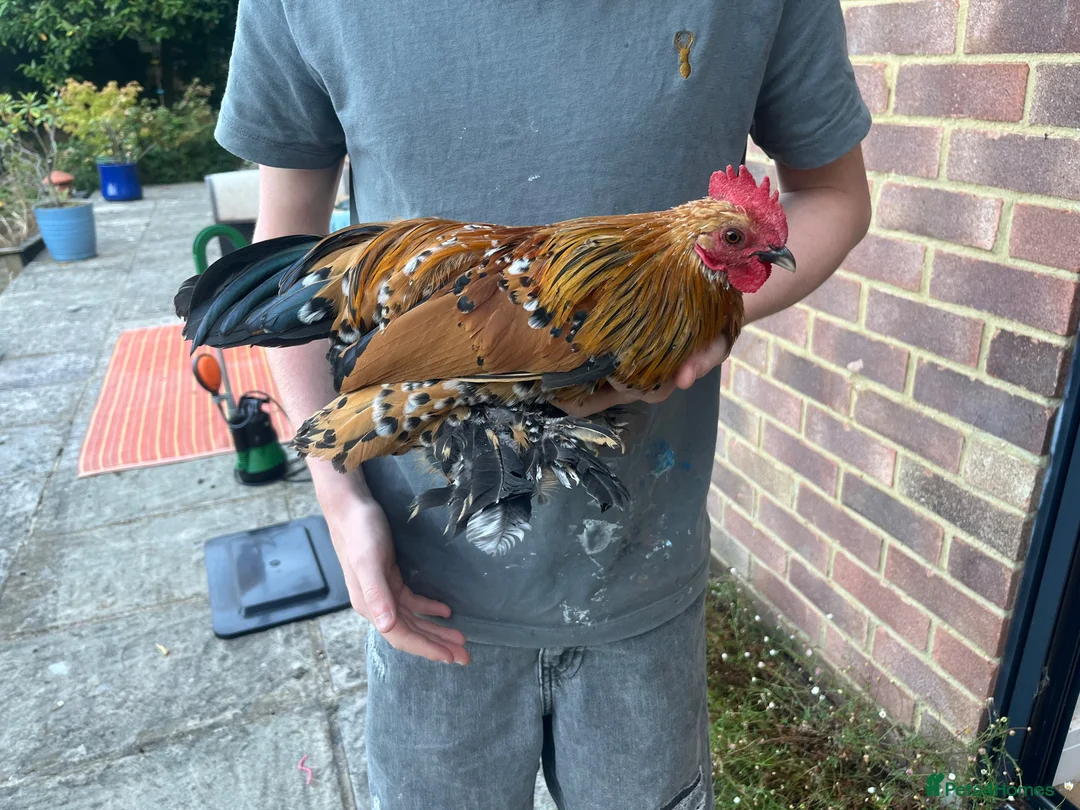 Chickens poultry for sale: 2 lovely sablepoot cockerels in Haywards Heath - Advert 2