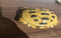Tortoise reptiles for sale: Horsfield Tortoise - Image 3