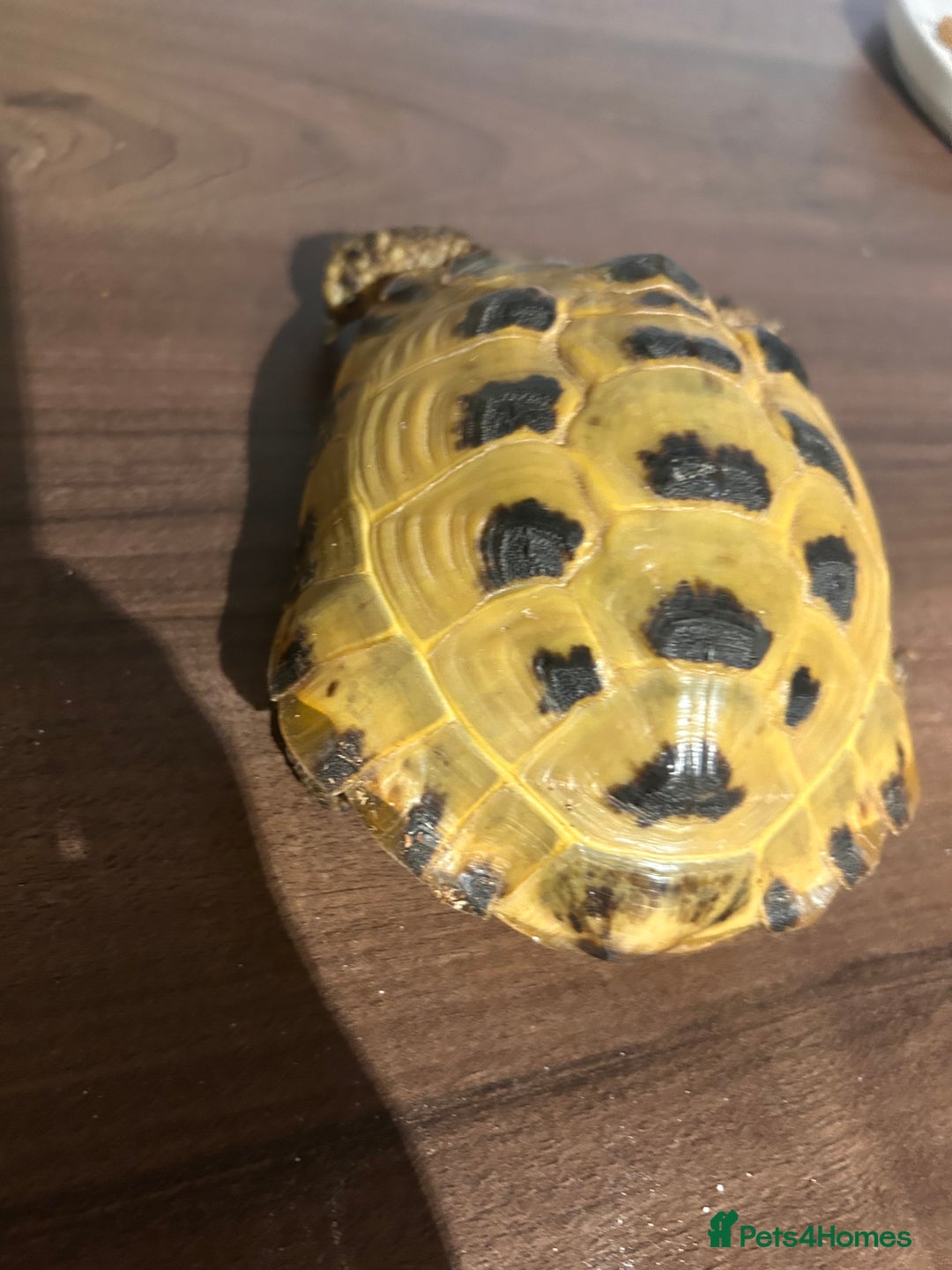 Tortoise reptiles for sale: Horsfield Tortoise - Image 3