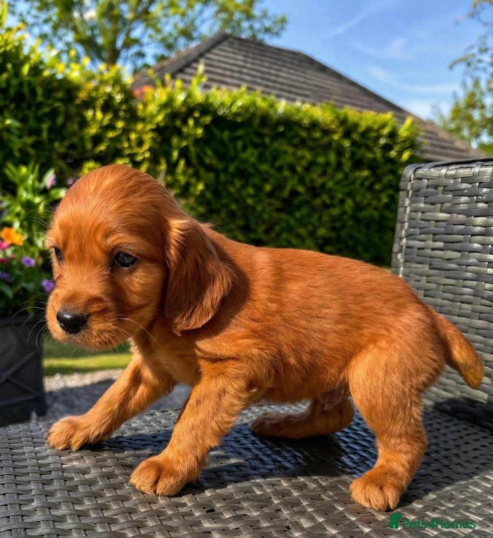 Cocker Spaniel dogs 🦋🦋 Rosie’s Baby’s 🦋🦋 - Advert 1