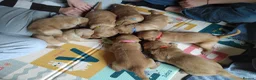 Golden Retriever dogs for sale: KC Registered Golden Retriever Pups Ready 7th June - Advert 19