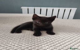Mixed Breed cats for sale: Wonderful black male kitten - Image 2
