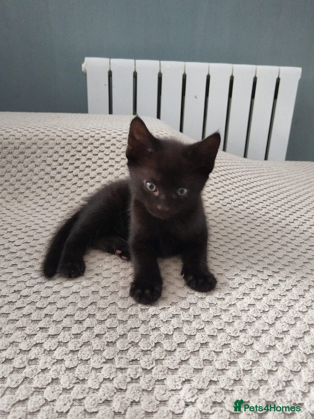 Mixed Breed cats for sale: Wonderful black male kitten - Image 2
