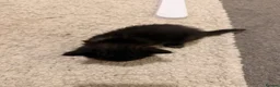 Mixed Breed cats for sale: Beautiful kittens - Advert 5