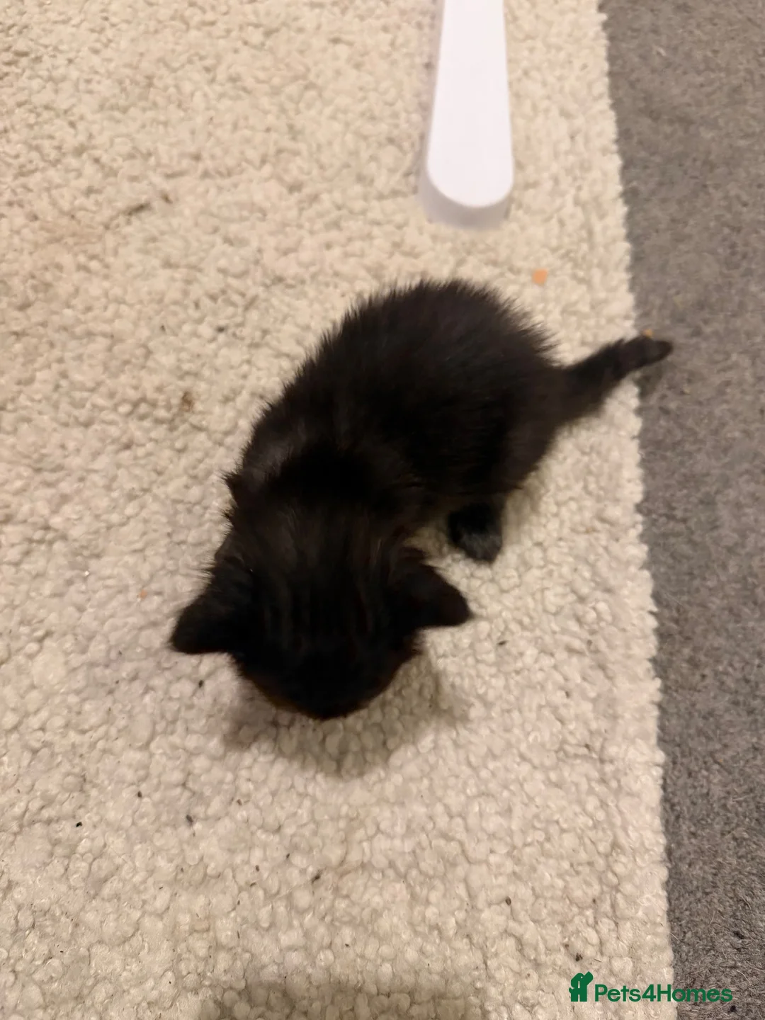 Mixed Breed cats for sale: Beautiful kittens - Advert 5