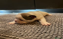 French Bulldog dogs for sale: ♥️Litter of 6 French Bulldog Puppies♥️ - Advert 25
