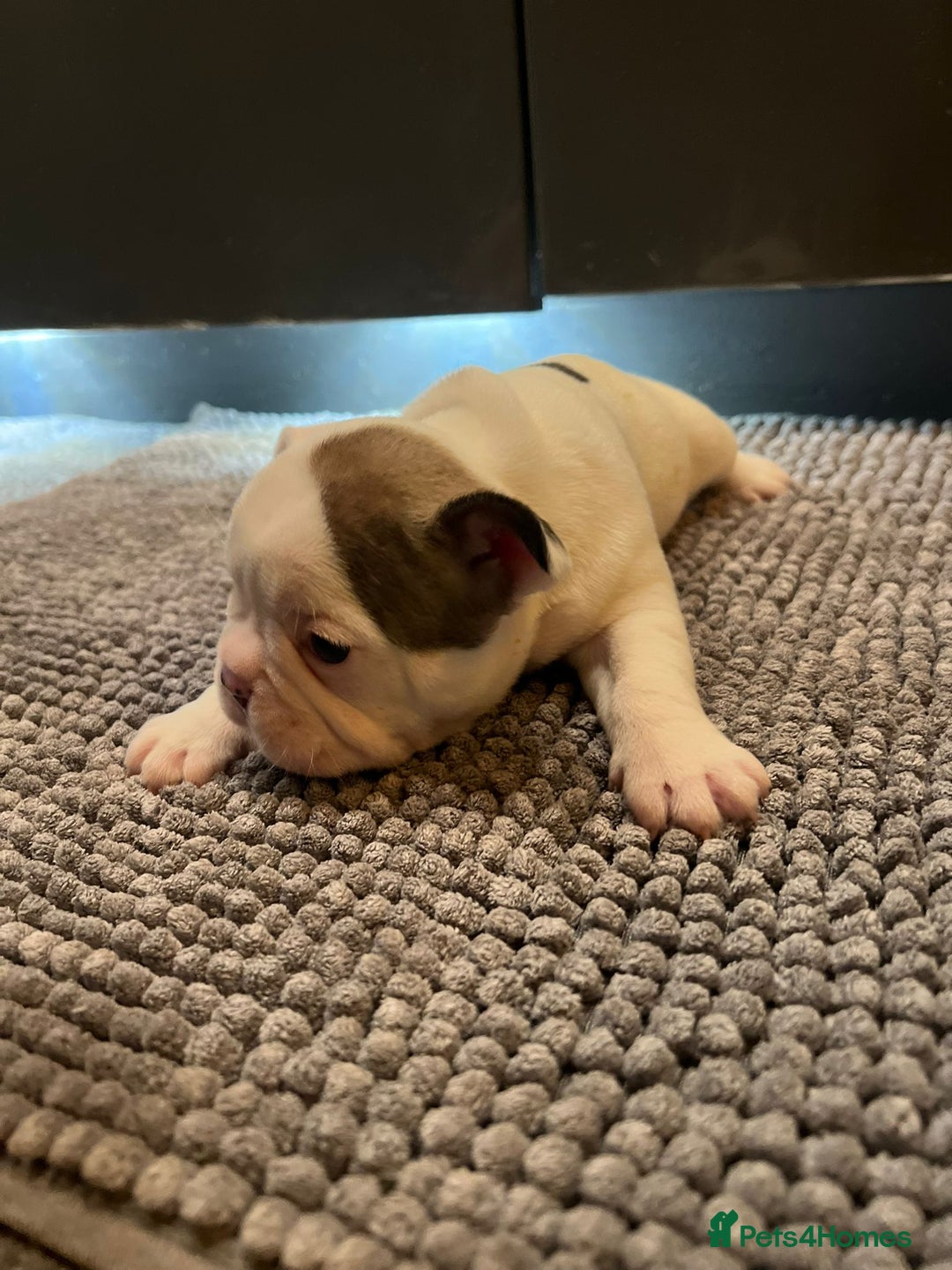 French Bulldog dogs for sale: ♥️Litter of 6 French Bulldog Puppies♥️ - Advert 25