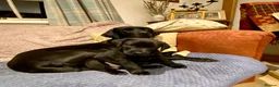 Labrador Retriever dogs for sale: Black Labrador Pups, KC Registered, 2 F, 1 M.  - Advert 7