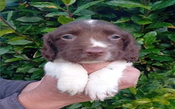 English Springer Spaniel dogs for sale: 8 week Springer Spaniel puppies. - Image 5