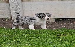 Border Collie dogs for sale: Unique blue eyed blue merle border collie puppies - Image 24