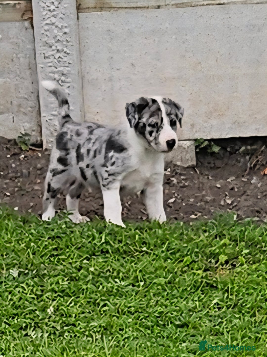 Border Collie dogs for sale: Unique blue eyed blue merle border collie puppies - Image 24