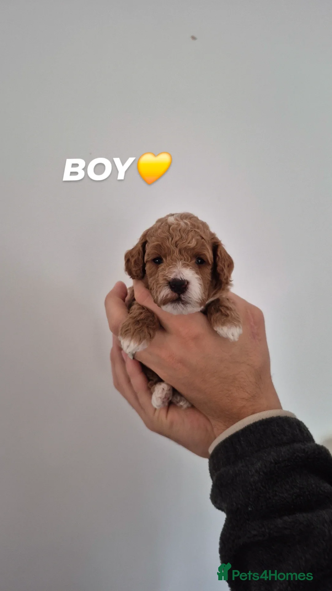 Cockapoo dogs for sale: Last boy remaining. F1B red cockapoo puppies - Advert 28