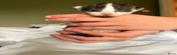 Mixed Breed cats for sale: 🐱7 beautiful kittens for sale! - Advert 15