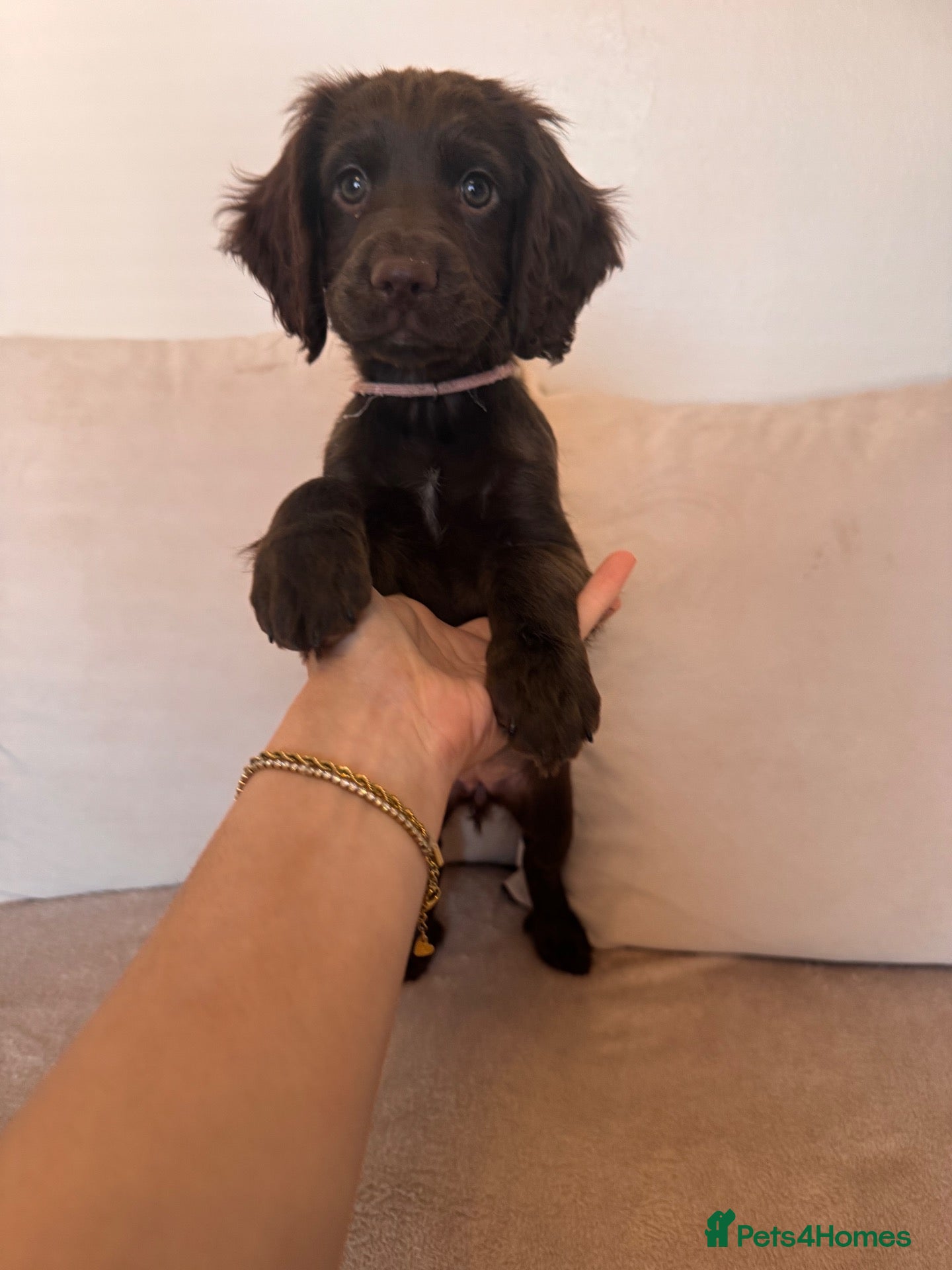Sprocker dogs One beautiful sprocker girl left🤍Ready to leave🐾 - Advert 1