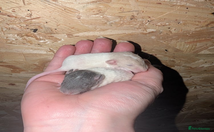 Rat rodents Rex baby rats !! - Advert 1