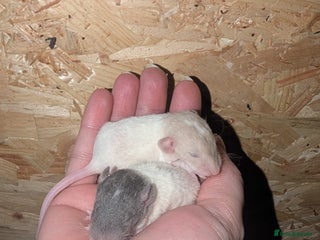 Rat rodents Rex baby rats !! - Advert 1