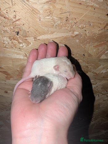 Rat rodents Rex baby rats !! - Advert 1