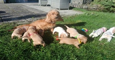 Cocker Spaniel dogs - Advert 13