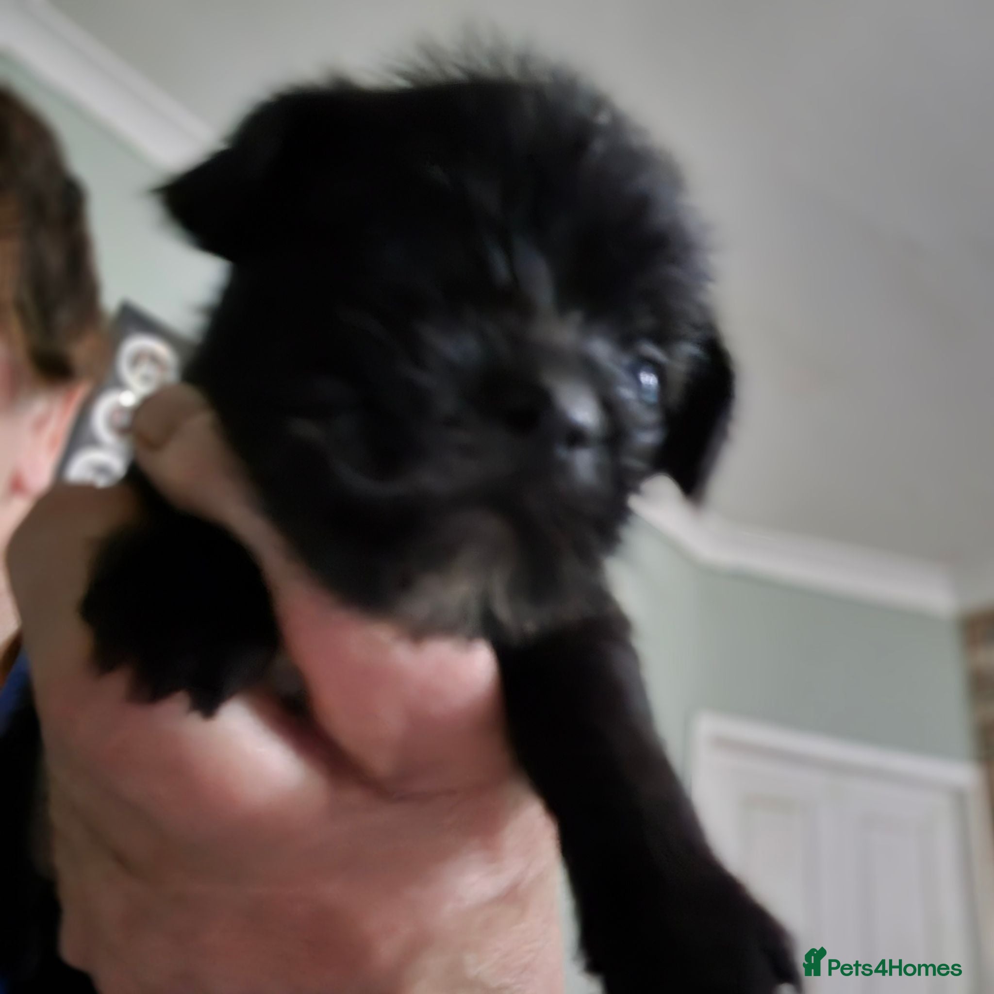 Morkie dogs I have 6 morkie puppys 4 sale  - Advert 2