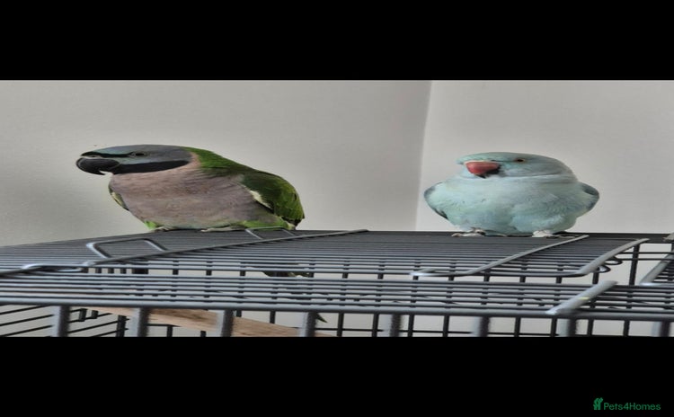 Parakeets birds - Advert 10