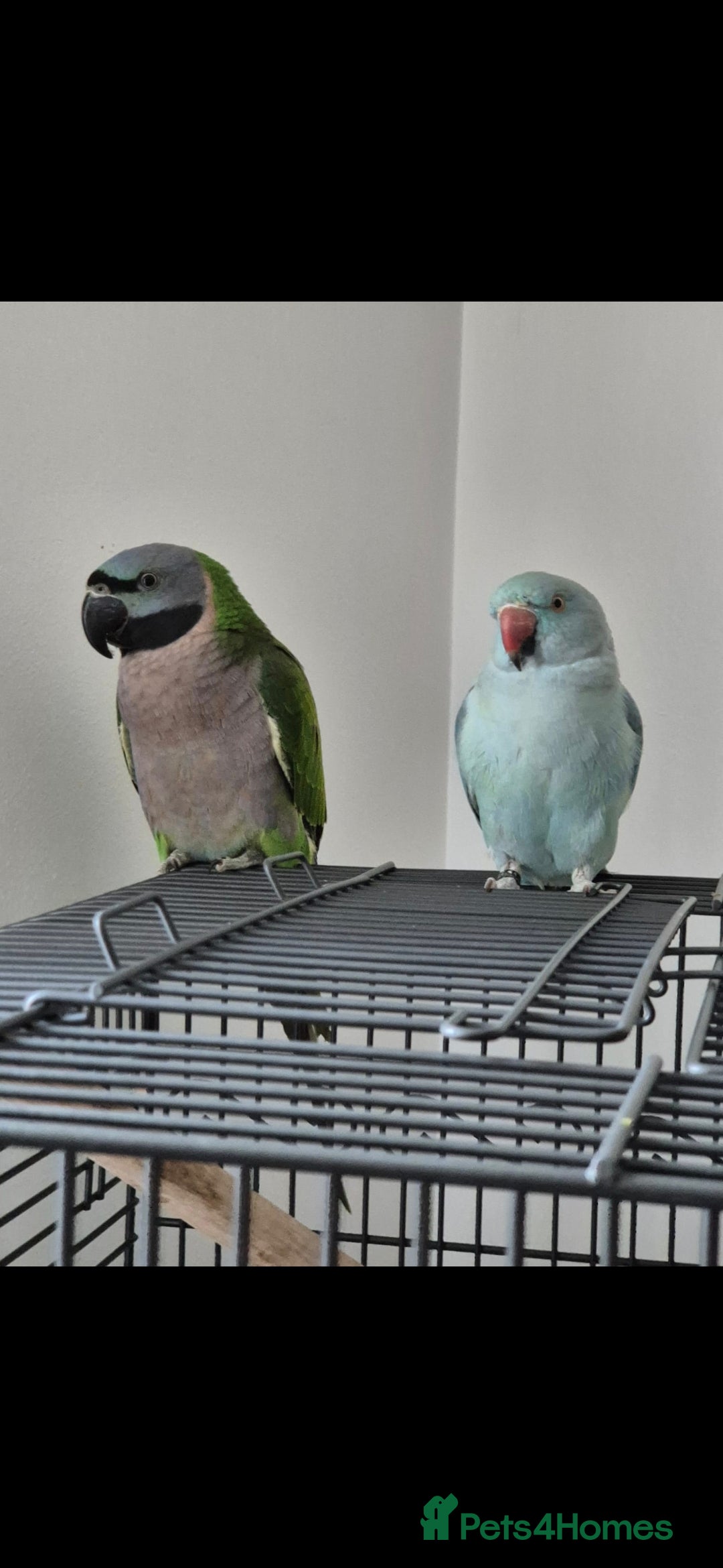 Parakeets birds for sale: Indian ringneck & Derbyan Parrot - Image 1