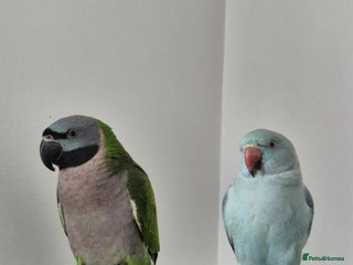 Parakeets birds - Advert 7