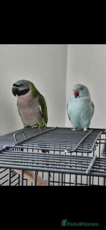 Parakeets birds - Advert 8