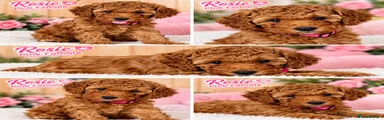 Toy Poodle 1