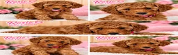 Toy Poodle dogs for sale: Toy Poodle  - Advert 40