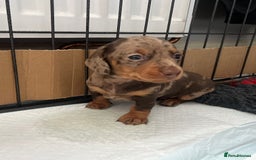 Miniature Dachshund dogs for stud: 🔥For stud proven miniature dachshund🔥   in Windsor - Image 39