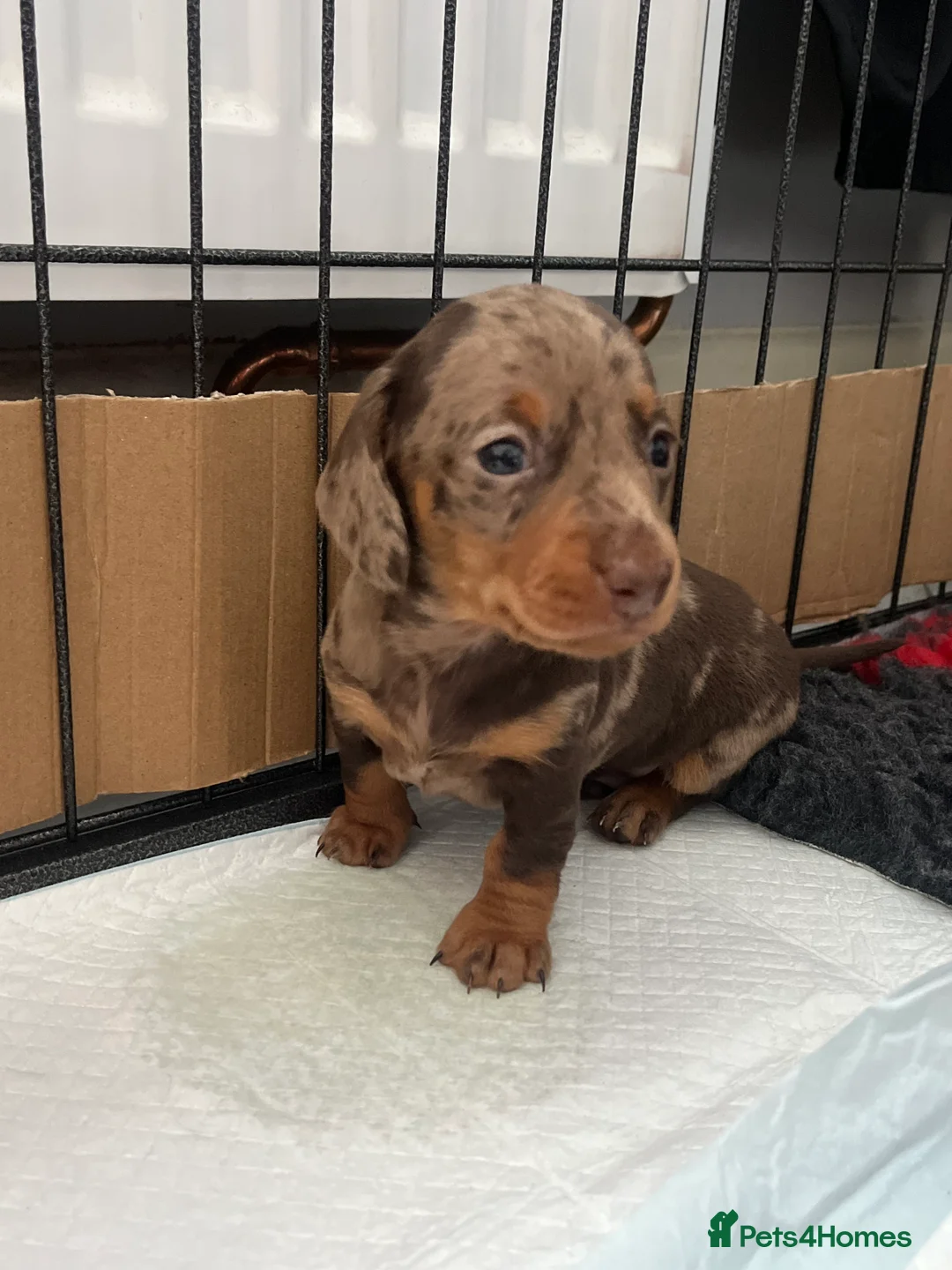 Miniature Dachshund dogs for stud: 🔥For stud proven miniature dachshund🔥   in Windsor - Advert 39