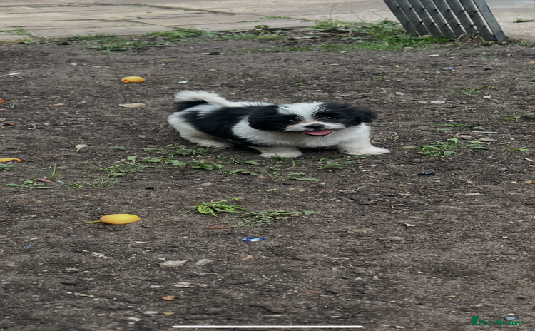 Maltese dogs - Advert 1