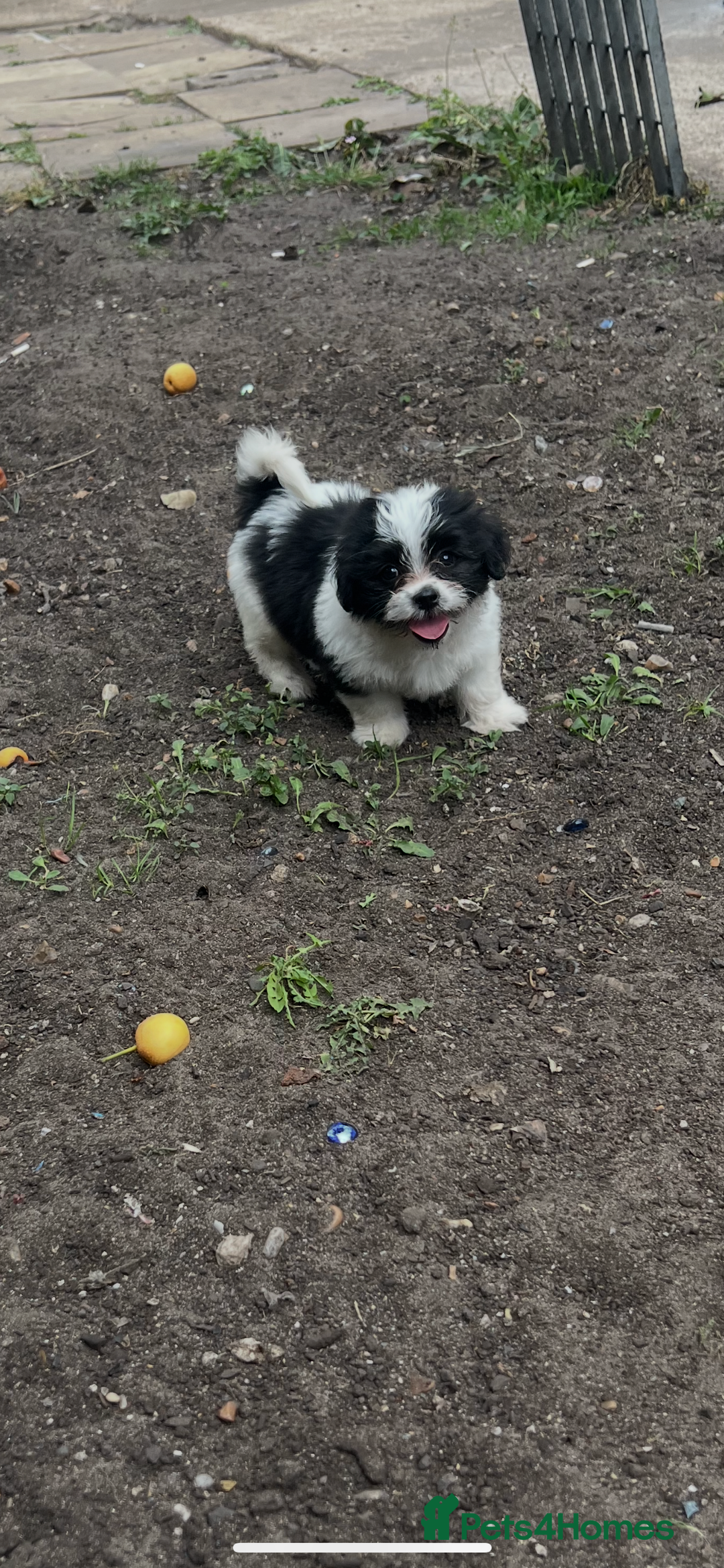Maltese dogs for sale: Maltese - Image 1