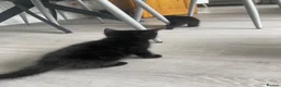 Mixed Breed cats for sale: Kittens for sale  - Advert 9