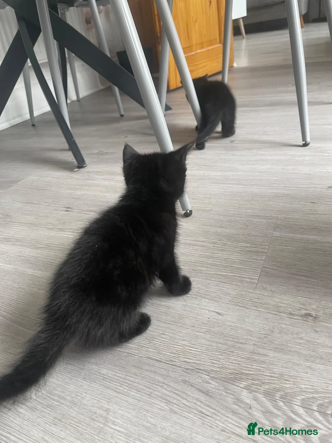 Mixed Breed cats for sale: Kittens for sale  - Advert 9