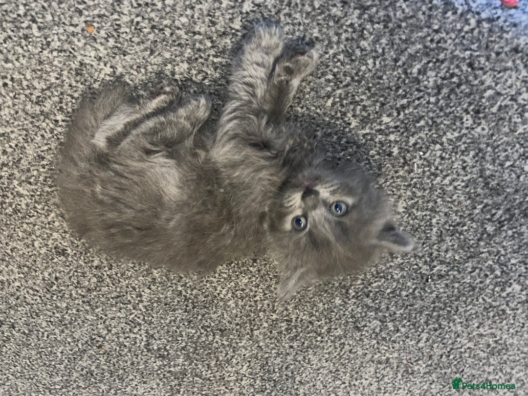 Mixed Breed cats for sale: Mixed grey kittens  - Image 2