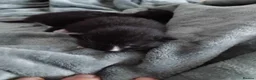 Mixed Breed cats for sale: Black and white kittens for sale in Weymouth - Advert 11