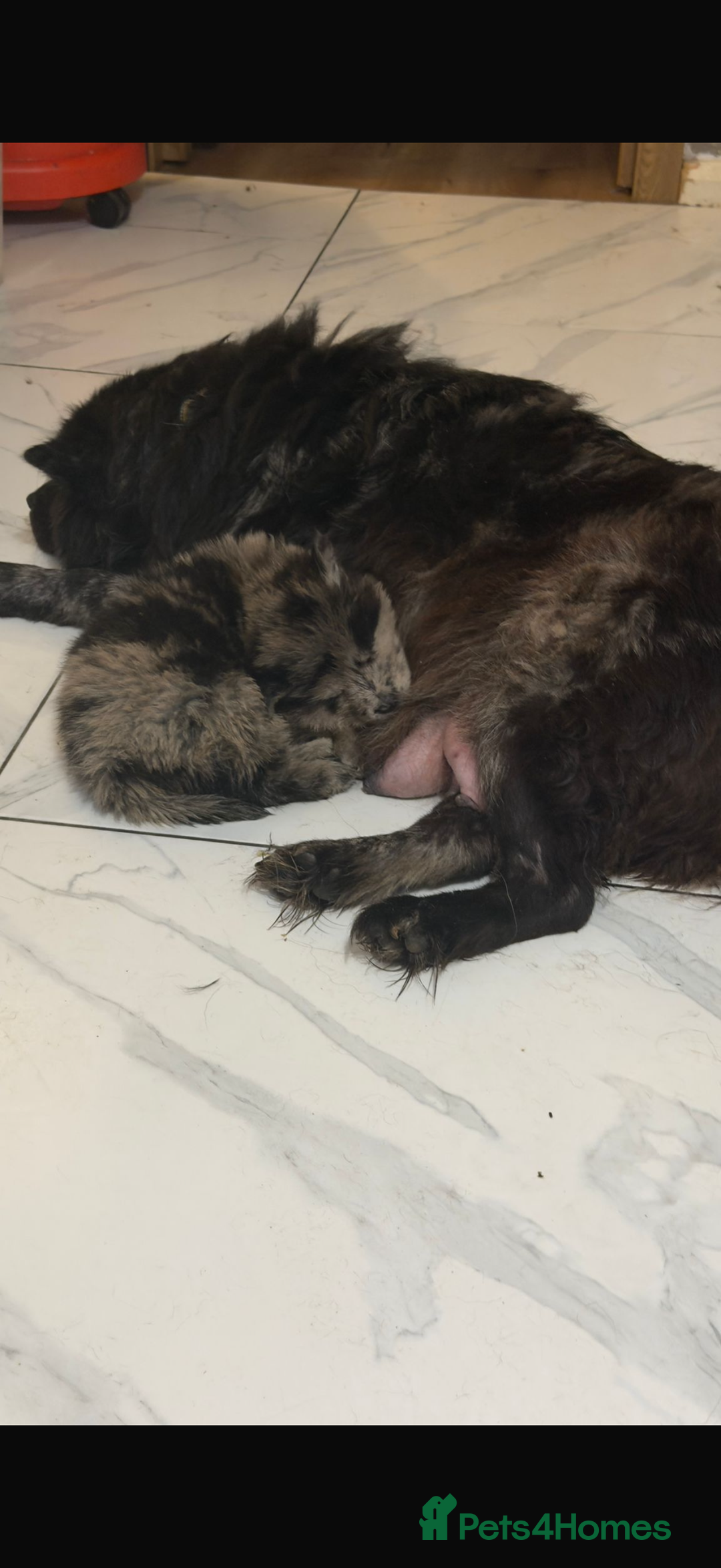 Mixed Breed dogs for sale: 🧸CHOW SHEPHERDS🧸 little bears ready now! - Advert 32