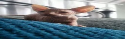 Sphynx cats for sale:  3 Sphynx/bambino kittens - Advert 17