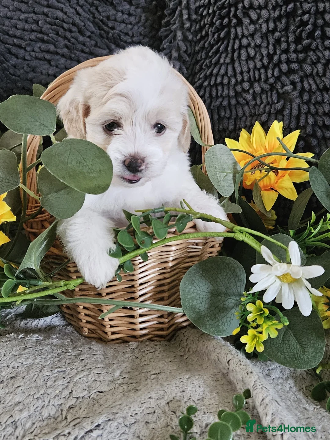 Maltipoo dogs for sale: Stunning F1 multipoo puppies  - Advert 1