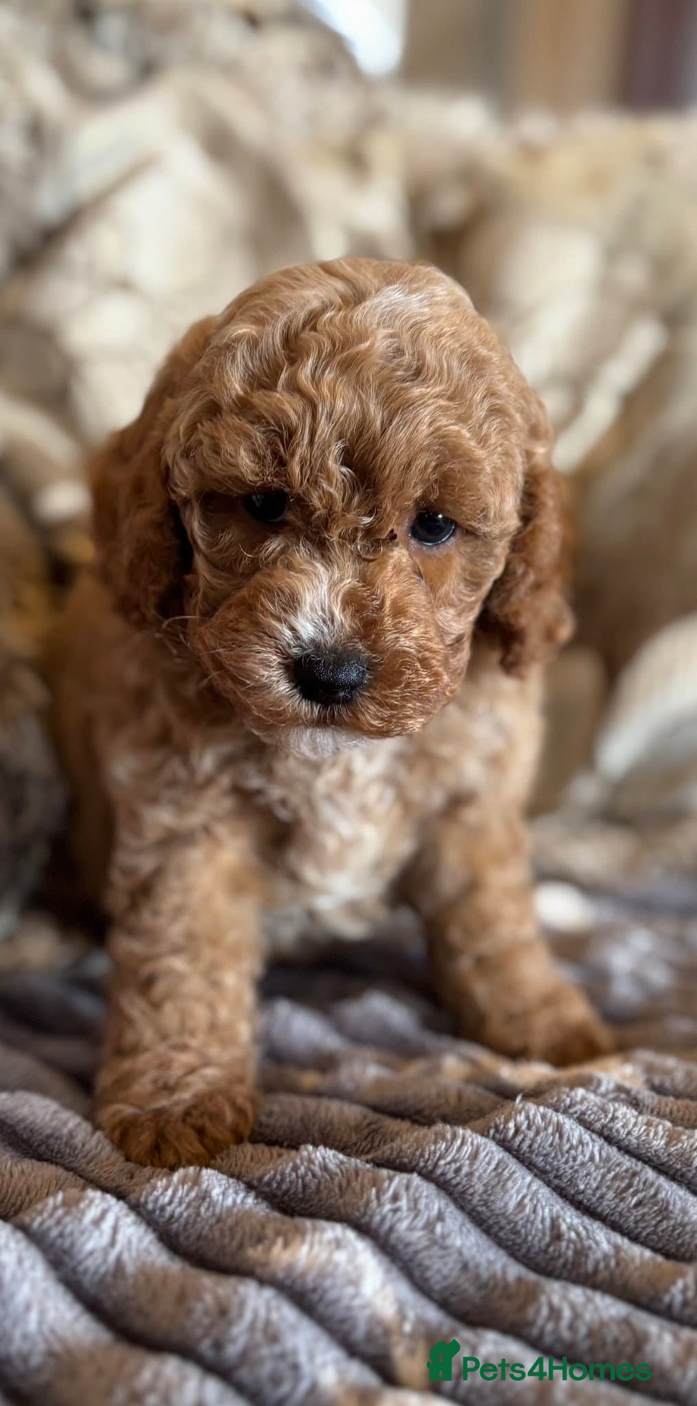 Cockapoo dogs F1b Red & Golden Cockapoos Ready Now ! - Advert 18