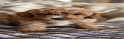 Cockapoo dogs for sale: F1b Red & Golden Cockapoos Ready Now ! - Advert 1